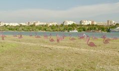 O colonie de flamingo roz s-a format pe insula din dreptul orașului Galați
