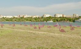 O colonie de flamingo roz s-a format pe insula din dreptul orașului Galați