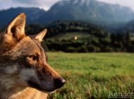 Auuuuleu: lupii vor fi reintroduși în Rezervația Măcin
