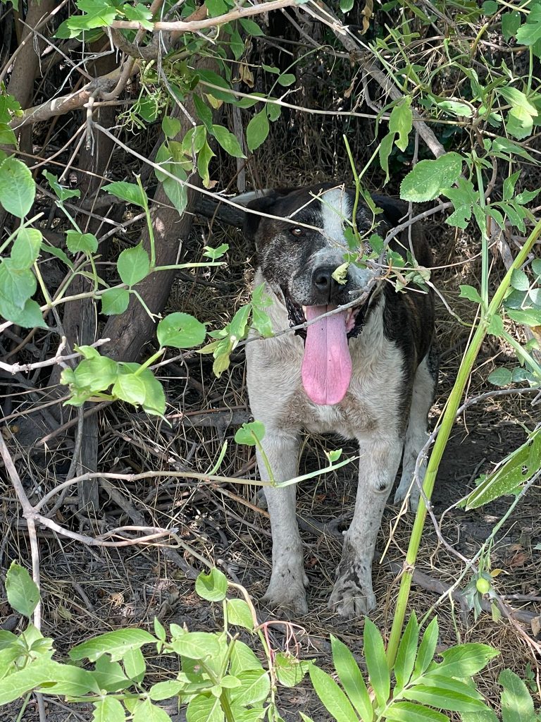 Un animal biped a abandonat un câine legat pe un teren din orașul Galați