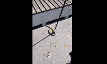 Un șarpe a încercat să bea o bere, într-un restaurant din zona Spicul (video)