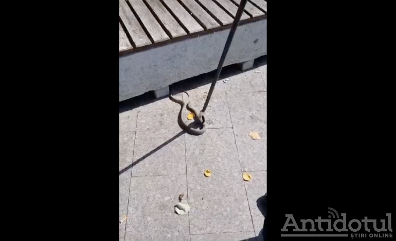 Un șarpe a încercat să bea o bere, într-un restaurant din zona Spicul (video)
