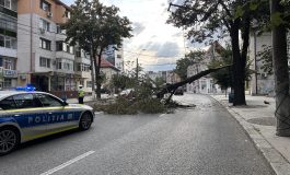VIDEO> Un copac a plonjat pe asfaltul de pe Strada Brăilei