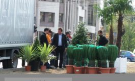 Pitit după palmieri, primarul Nicolae ridică din umeri