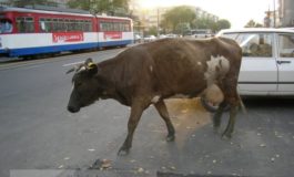 A evitat o vacă, dar și-a boțit mașina și fața!