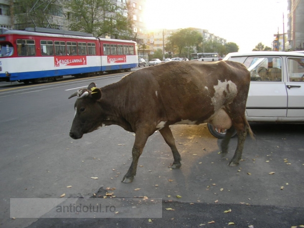 A evitat o vacă, dar și-a boțit mașina și fața!