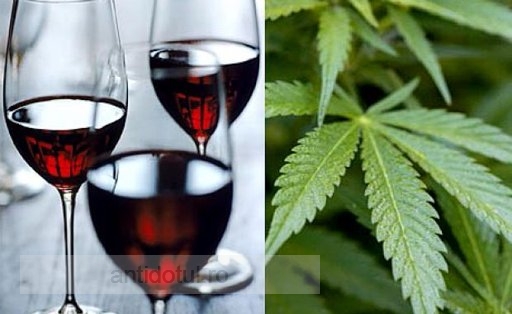 California se laudă cu vinul cu marijuana
