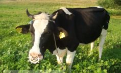 O vacă nebună și proprietarul său, din Galați, de 10 ori mai diliu decît ea