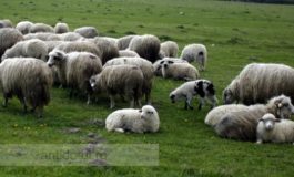 ITM Galați le-a aplicat corecții ciobanilor din județ