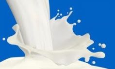 Pentru că Apă Canal e o vacă numai bună de muls, Gelu Stan transformă apa în lapte praf