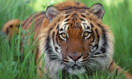 Cît mănîncă și cît costă carnea leilor și tigrilor de la Zoo Gârboavele