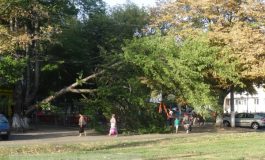 Copac prăbușit la cîțiva centimetri de copiii aflați într-un parc din Galați (foto)
