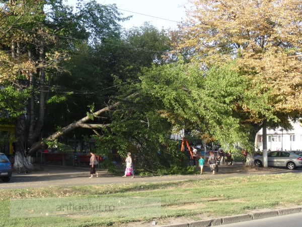 Copac prăbușit la cîțiva centimetri de copiii aflați într-un parc din Galați (foto)