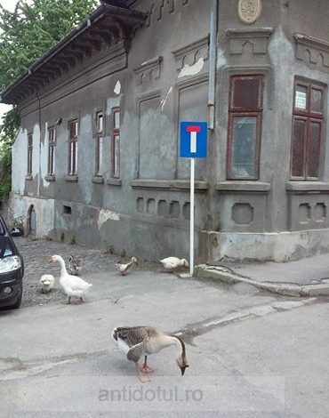 Culmea tupeului: niște gîște au ieșit la plimbare într-un oraș condus de vulpoi bătrîni