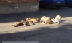 Zece maidanezi la siestă. Și cică nu se trăiește bine în Galați (foto)