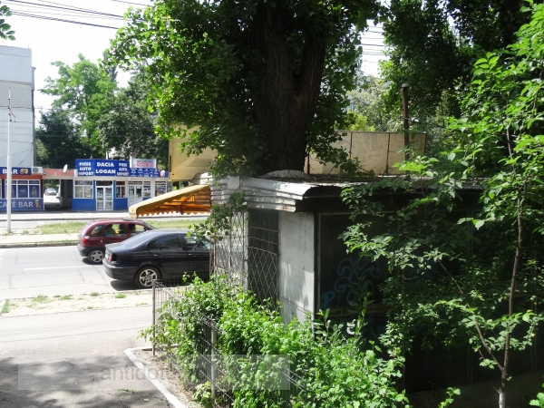 Copacul care iese prin acoperișul unui magazin din Galați (foto)