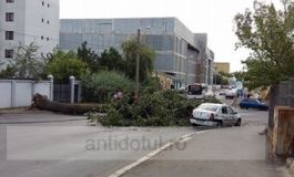 Un copac putred a blocat o stradă și a lăsat în beznă o parte a orașului Galați